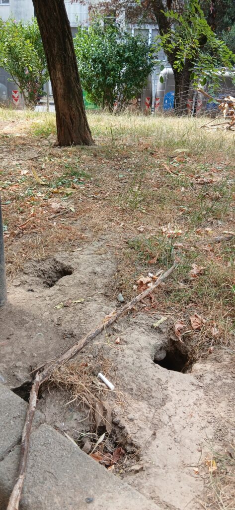 Rozzano: le buche di via Peonie scavate dai topi. Simbolo di incuria e degrado.